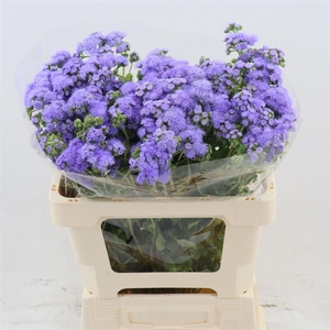 Ageratum Blue Horizon