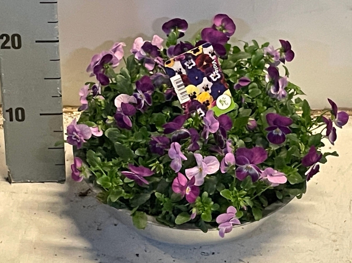 <h4>VIO CO SOR XP GEM</h4>