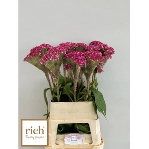 CEL C TURBO ROSE