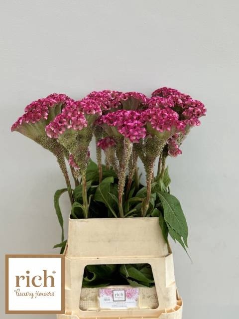 <h4>CEL C TURBO ROSE</h4>