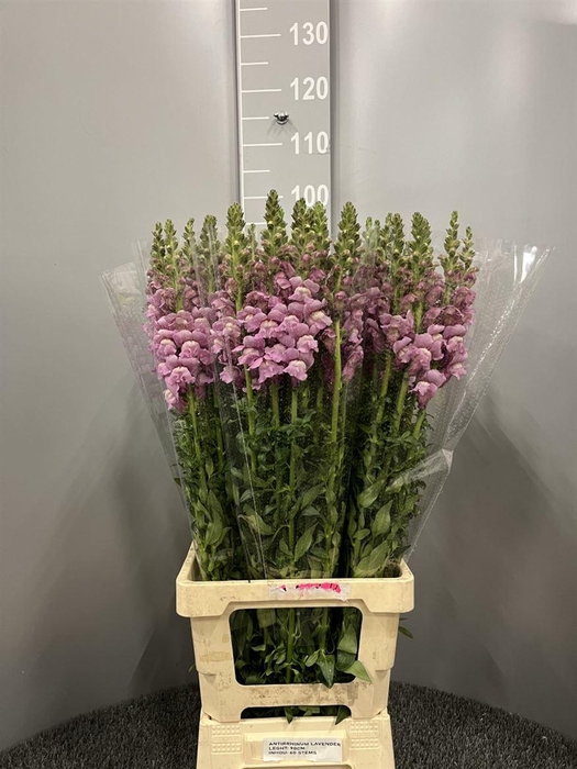 <h4>Antir Poto Lavender</h4>