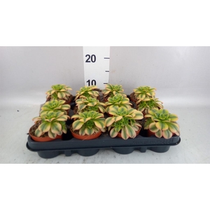 Aeonium   ...