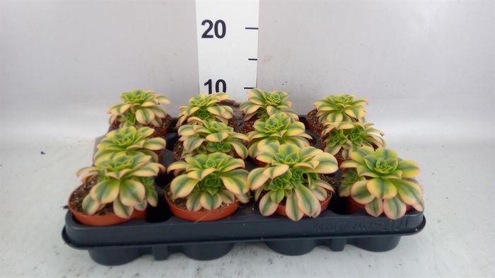 <h4>Aeonium   ...</h4>