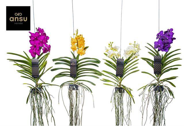 <h4>Vanda Mix Medium - Colour Mix</h4>
