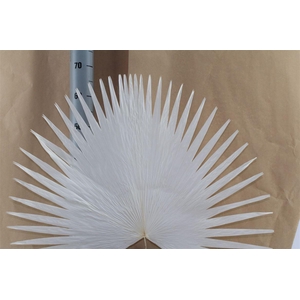 Japan Deco Anahaw Leaves White 45/55 1 Pcs