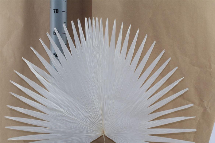 <h4>Japan Deco Anahaw Leaves White 45/55 1 Pcs</h4>