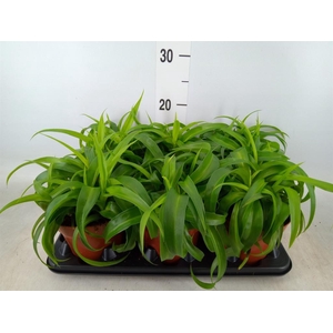 Chlorophytum com. 'Green Bonnie'