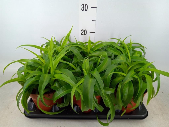 <h4>Chlorophytum com. 'Green Bonnie'</h4>