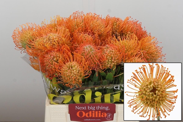 <h4>LEUCO QUEEN JULIANA</h4>