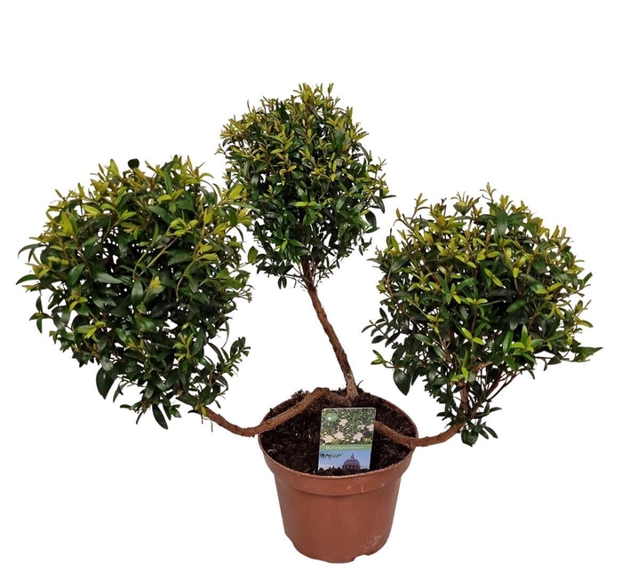 <h4>Myrtus communis</h4>