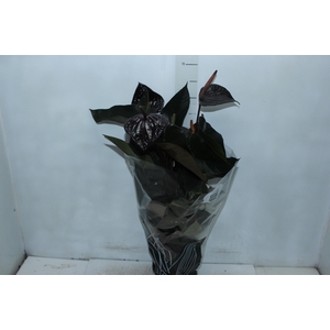 ANTHURIUM BLACK WINNER P17