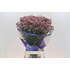 Limonium sinuatum Pink Diamond