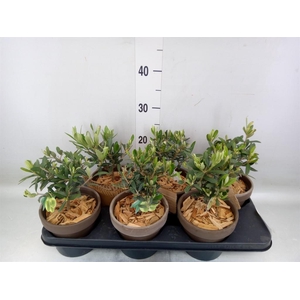 Arr.   Tuinplanten L%