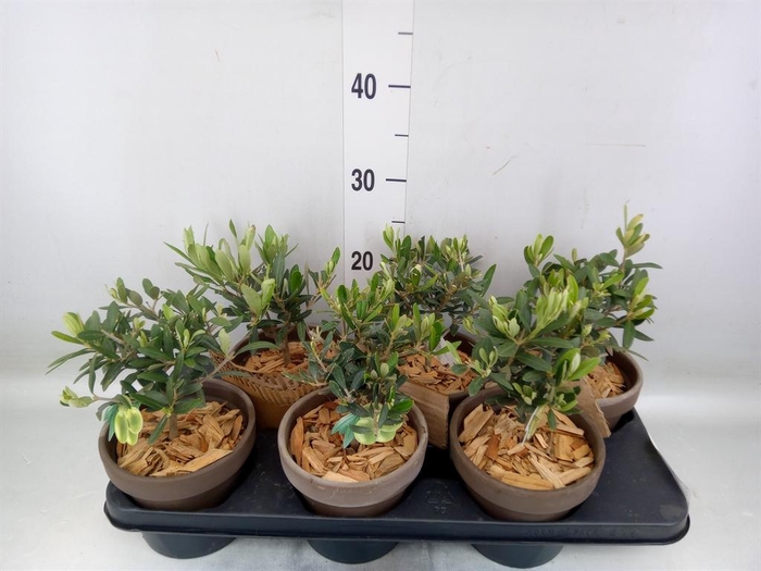 <h4>Arr.   Tuinplanten L%</h4>