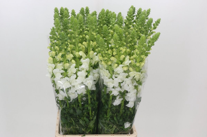 <h4>Antirrhinum Potomac Early White</h4>