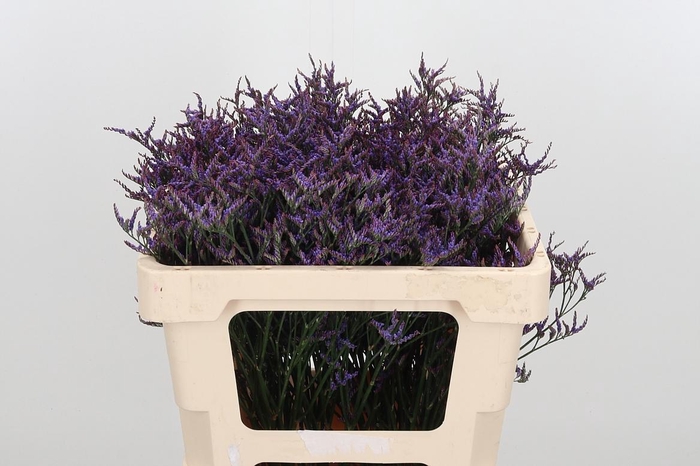 <h4>Lim Saf Dark Blue</h4>