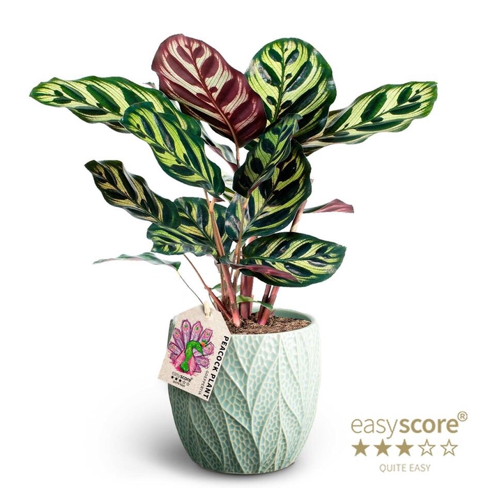 <h4>CALATHEA MAKOYANA P12 LEAF OCEAN</h4>