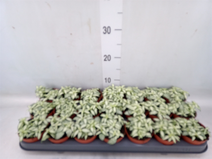 <h4>Fittonia  'Mosaic White Forest Fla'</h4>