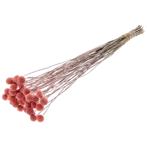 Craspedia Dried Frosted Pink