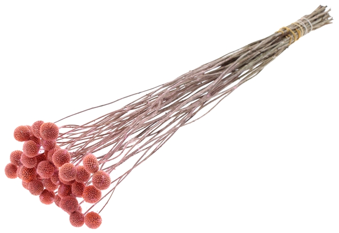 <h4>Craspedia Dried Frosted Pink</h4>