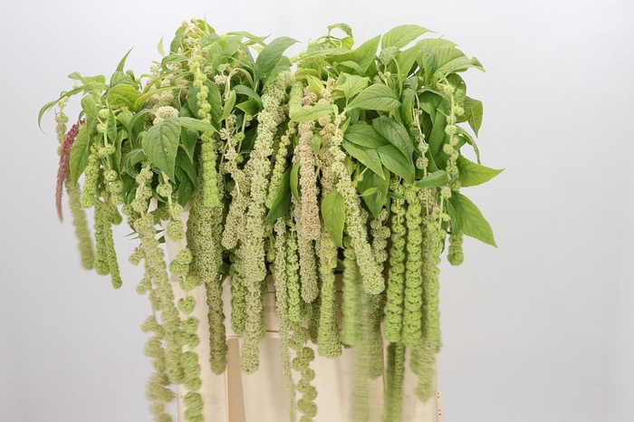 <h4>Amaranthus Caudatus Cycloop</h4>