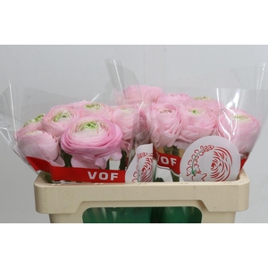 Ranunculus Clooney Real Marleen