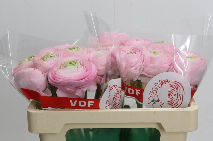 <h4>Ranunculus Clooney Real Marleen</h4>