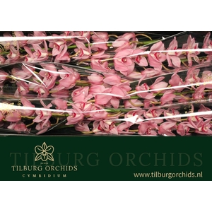 CYMB T PINK BRILJANT