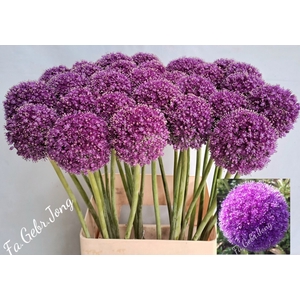 ALLIUM GIGANTEUM