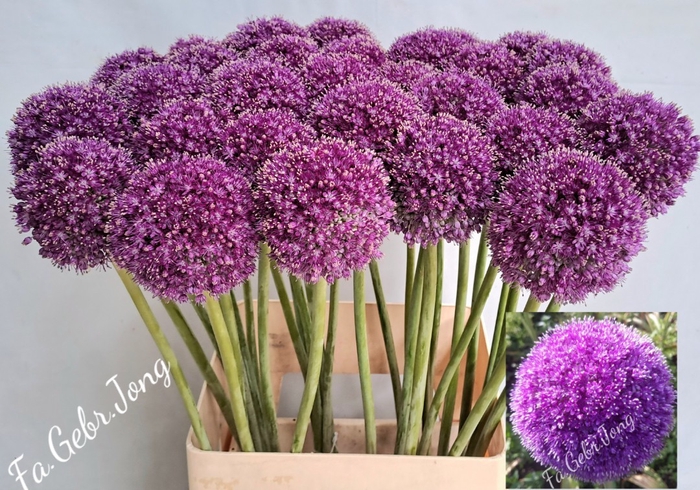 <h4>ALLIUM GIGANTEUM</h4>