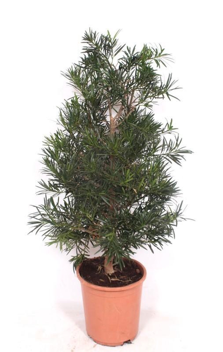 <h4>Podocarpus macrophylla</h4>
