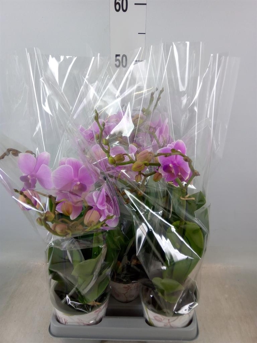 <h4>Phalaenopsis ...lilac</h4>