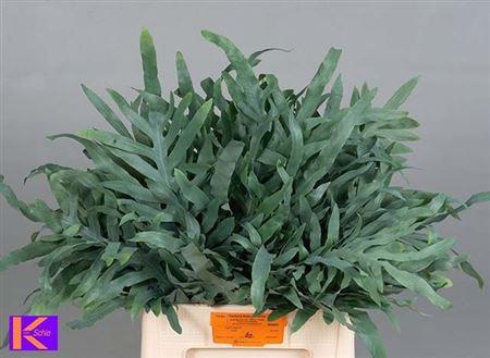 <h4>Cyrtomium Fort</h4>