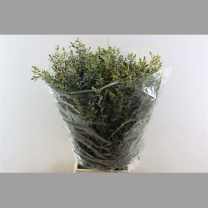 Euca Parvifolia 300gr P Bunch