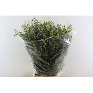 Euca Parvifolia 300gr P Bunch