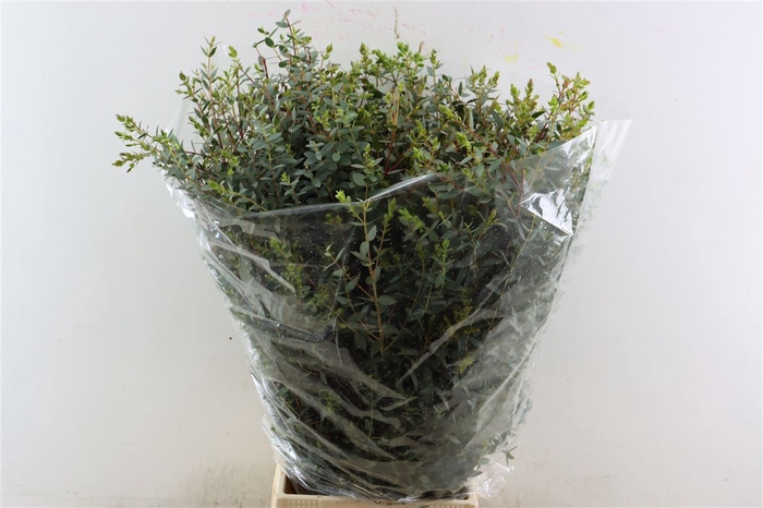<h4>Euca Parvifolia 300gr P Bunch</h4>