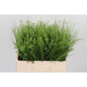 Lepidium Green Bell
