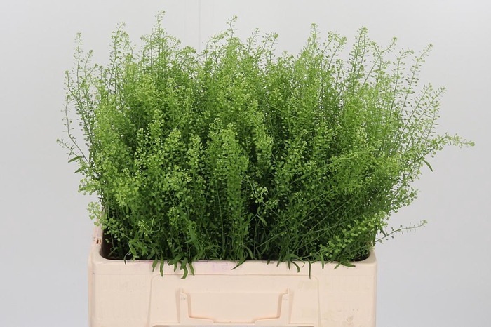 <h4>Lepidium Green Bell</h4>