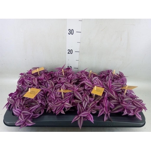 Tradescantia zebr. 'Pink Paradise'