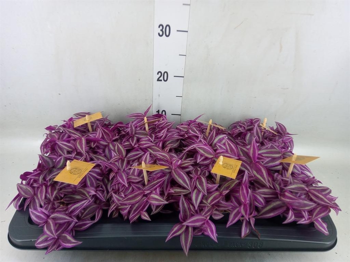 <h4>Tradescantia zebr. 'Pink Paradise'</h4>