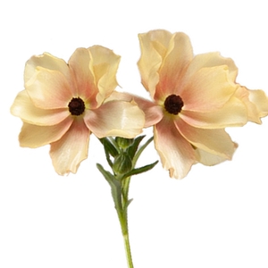Ranunculus Butterfly Hestia