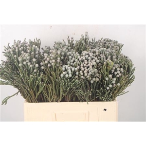 Kaaps Silver Brunia