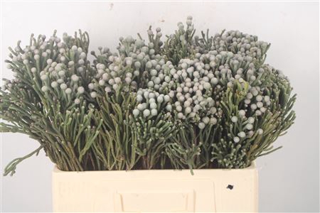 <h4>Kaaps Silver Brunia</h4>
