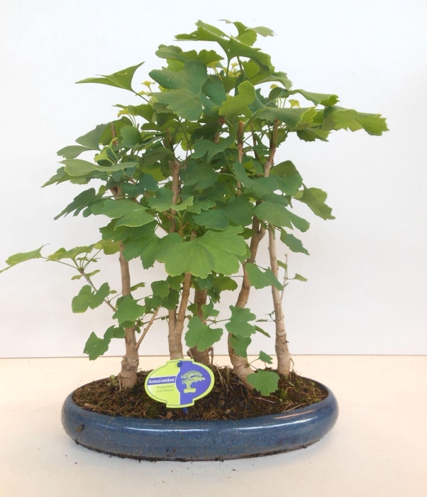 <h4>Bonsai</h4>