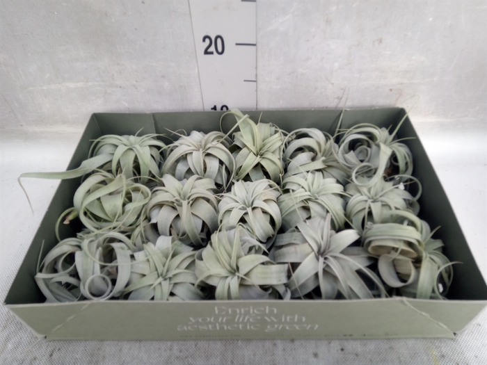 Tillandsia xerographica