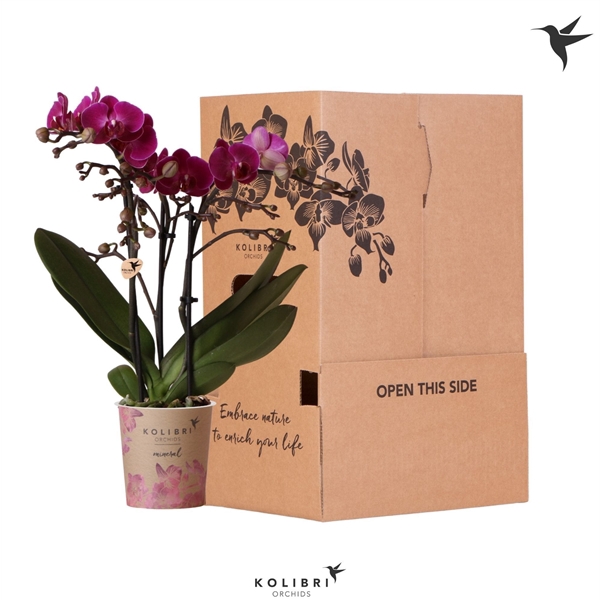 <h4>Kolibri Orchids Phalaenopsis Violet 3 spike no sleeve</h4>
