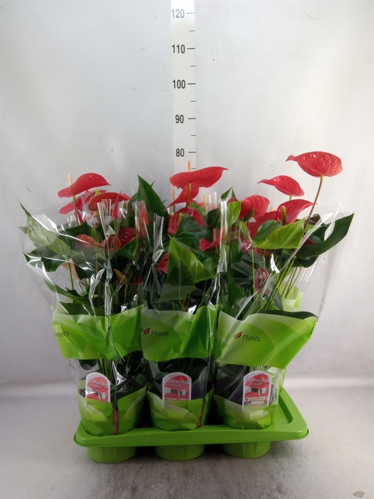 <h4>Anthurium andr. 'Felicita'</h4>