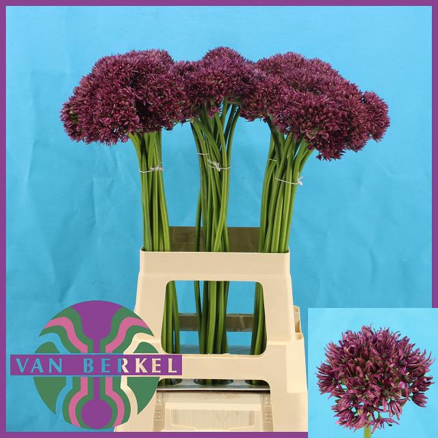 <h4>ALLIUM FIRMAMENT</h4>