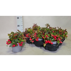 GAULTH PROCUMBENS