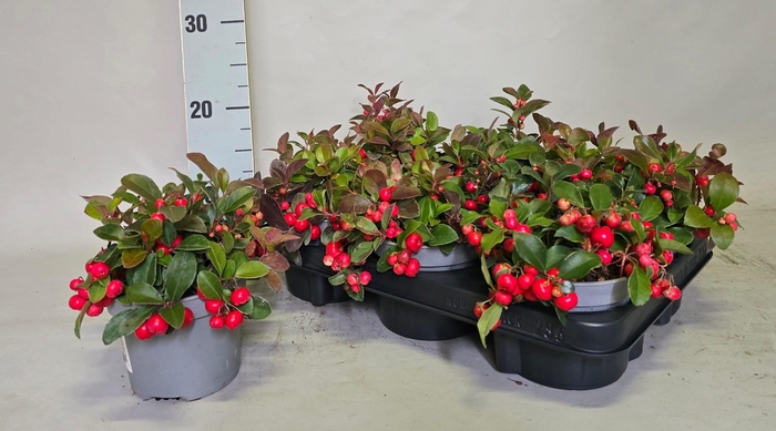 <h4>GAULTH PROCUMBENS</h4>